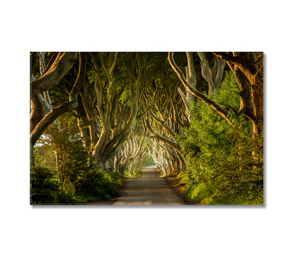 The Dark Hedges Northern Ireland Canvas Print-Canvas Print-CetArt-1 Panel-24x16 inches-CetArt