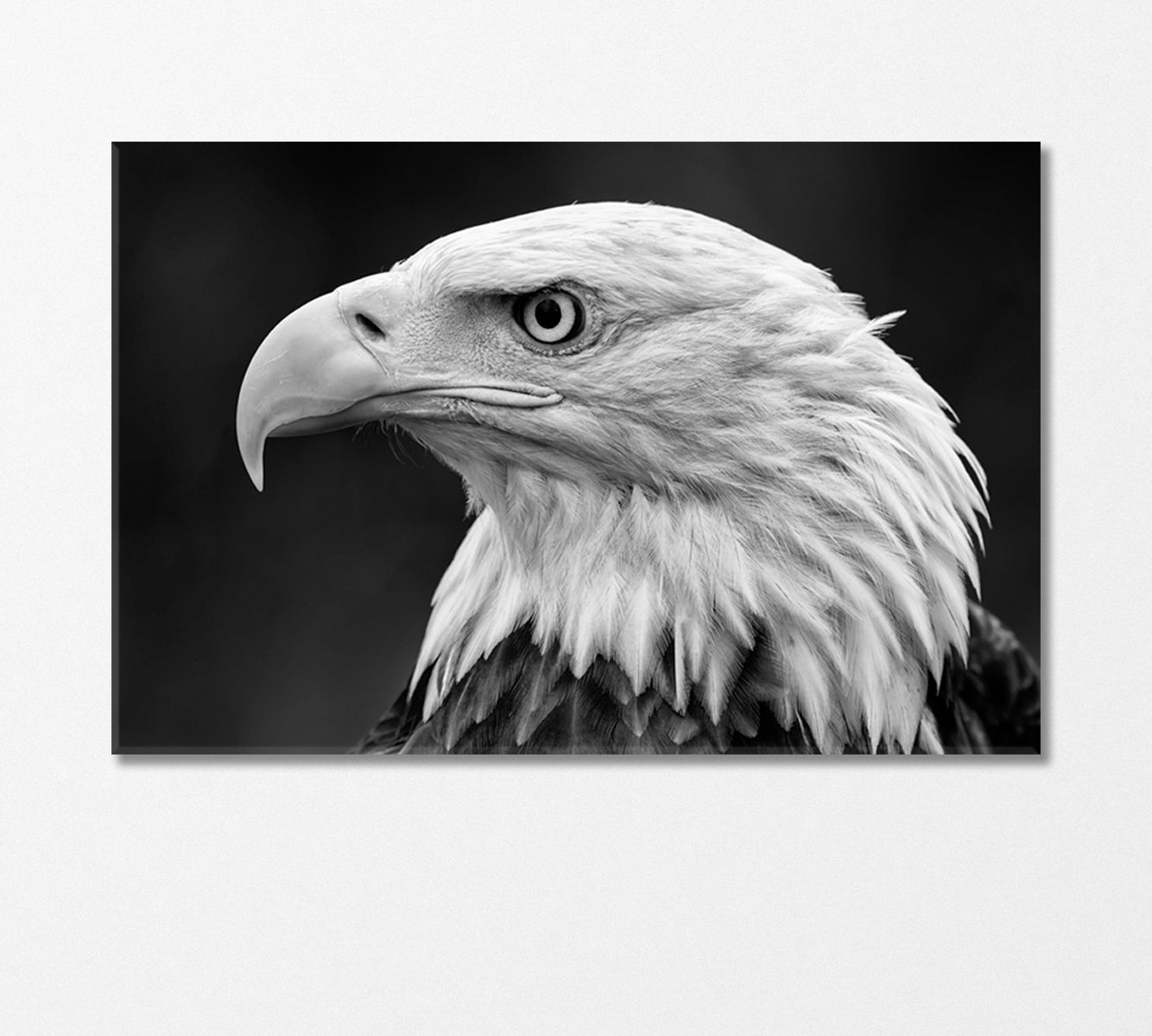 Bald Eagle Portrait in Black and White Canvas Print-Canvas Print-CetArt-1 Panel-24x16 inches-CetArt