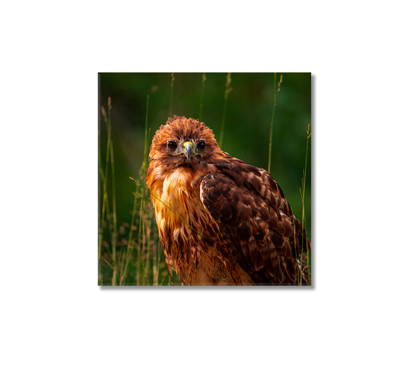 Red-tailed Hawk Canvas Print-Canvas Print-CetArt-1 panel-12x12 inches-CetArt