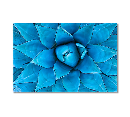 Blue Agave Plant Canvas Print-Canvas Print-CetArt-1 Panel-24x16 inches-CetArt