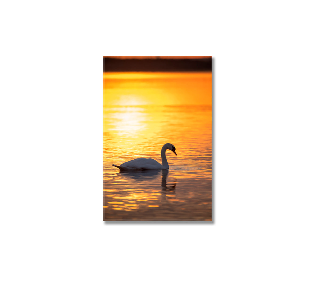 Swan on Calm Lake at Golden Sunrise Canvas Print-Canvas Print-CetArt-1 panel-16x24 inches-CetArt