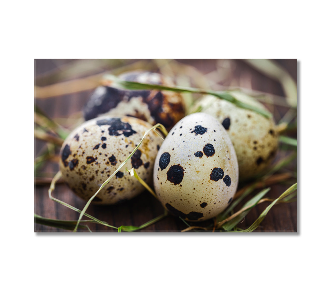 Quail Eggs Canvas Print-Canvas Print-CetArt-1 Panel-24x16 inches-CetArt