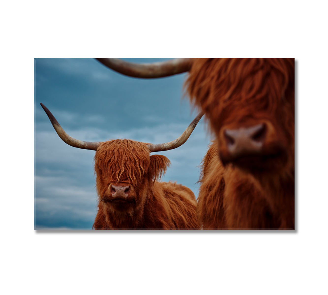 Portrait Of A Highland Cow Canvas Print-Canvas Print-CetArt-1 Panel-24x16 inches-CetArt