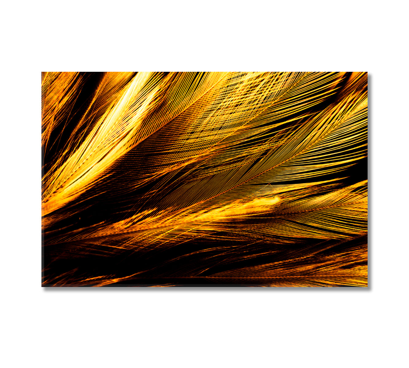 Beautiful Abstract Feathers Canvas Print-Canvas Print-CetArt-1 Panel-24x16 inches-CetArt