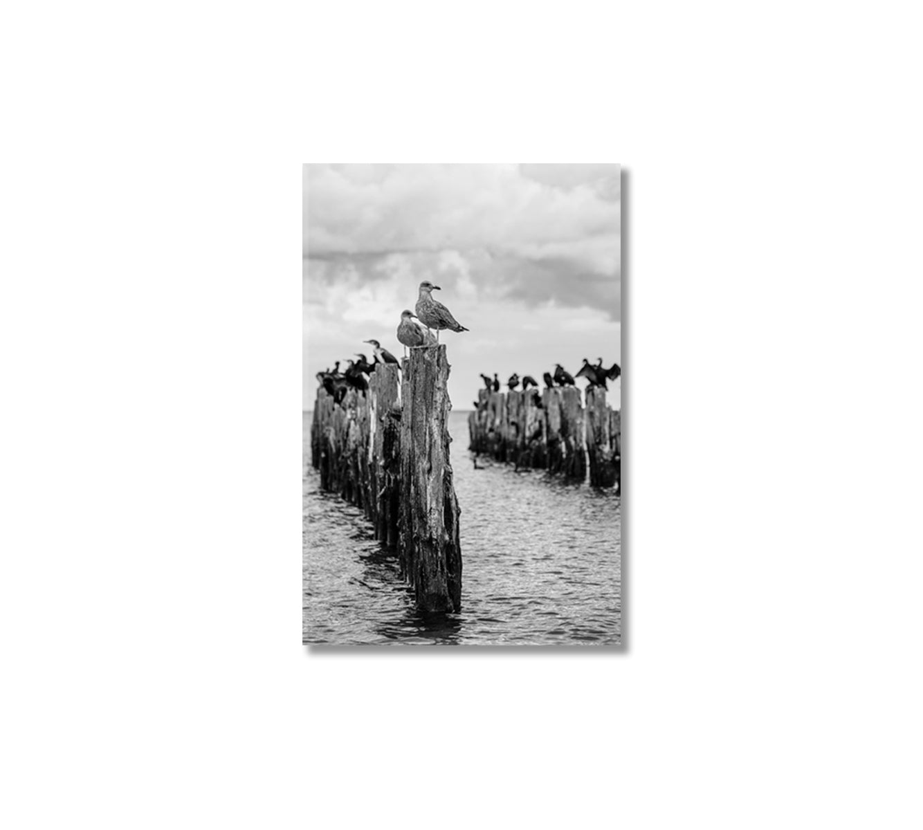 Seagull on Old Pier Canvas Print-Canvas Print-CetArt-1 panel-16x24 inches-CetArt