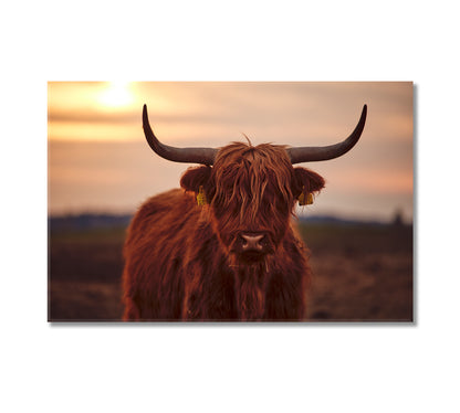 Scottish Highland Cattle Canvas Print-Canvas Print-CetArt-1 Panel-24x16 inches-CetArt