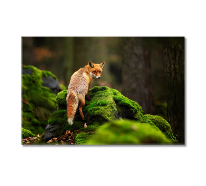 Fox Canvas Print-Canvas Print-CetArt-1 Panel-24x16 inches-CetArt