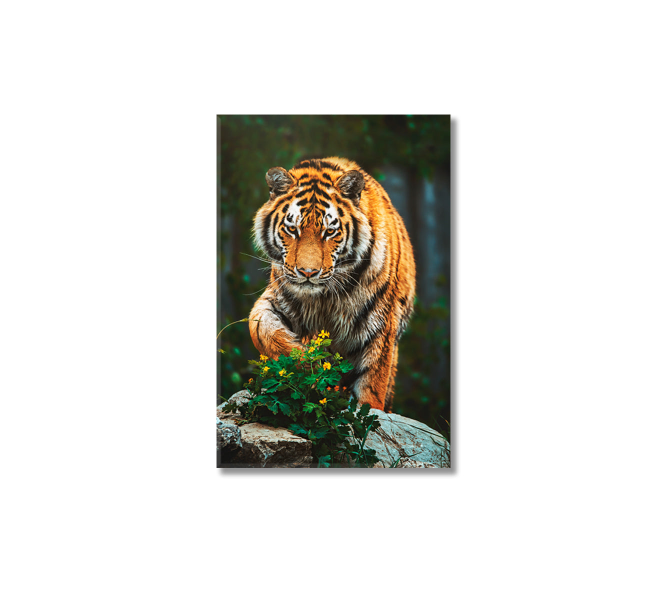 Wild Siberian Tiger Canvas Print-Canvas Print-CetArt-1 panel-16x24 inches-CetArt