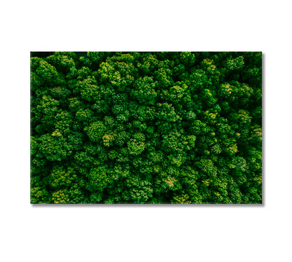 Summer Forest Canvas Print-Canvas Print-CetArt-1 Panel-24x16 inches-CetArt