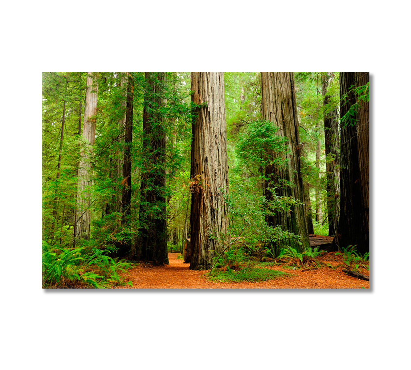 Redwood National Park California USA Canvas Print-Canvas Print-CetArt-1 Panel-24x16 inches-CetArt