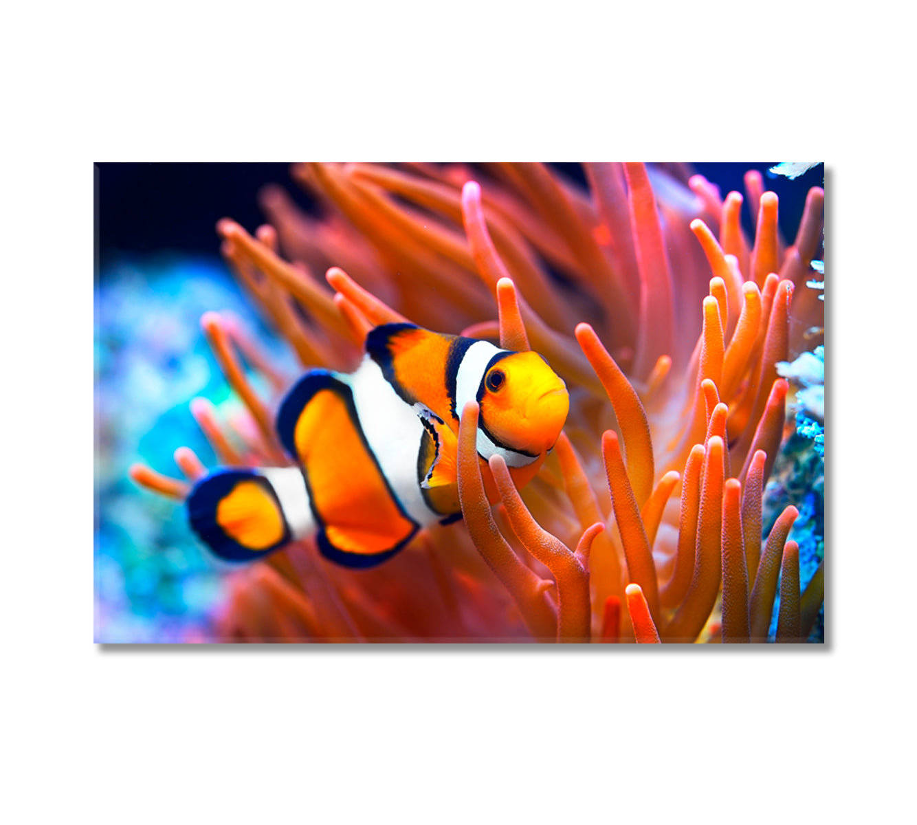 Bright Clownfish in Anemone Canvas Print-Canvas Print-CetArt-1 Panel-24x16 inches-CetArt