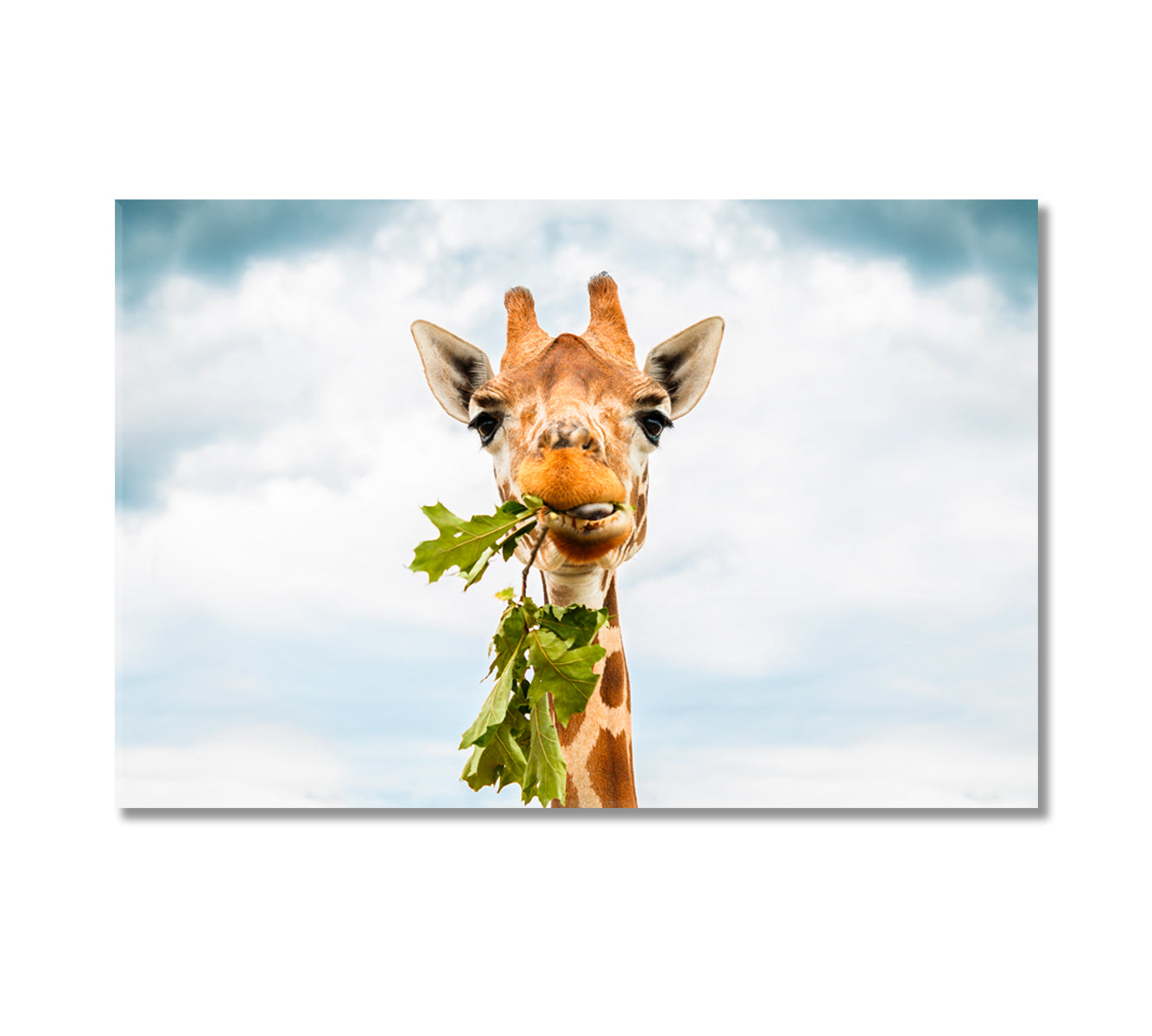 Giraffe Eating Leaves Canvas Print-Canvas Print-CetArt-1 Panel-24x16 inches-CetArt