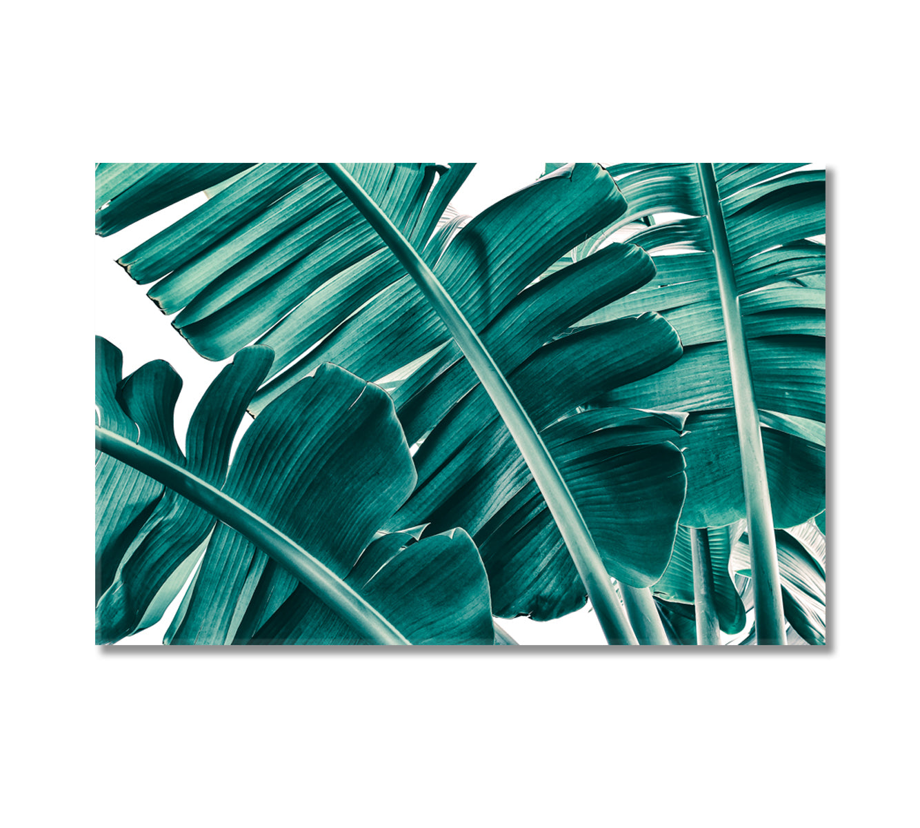 Banana Leaves Canvas Print-Canvas Print-CetArt-1 Panel-24x16 inches-CetArt