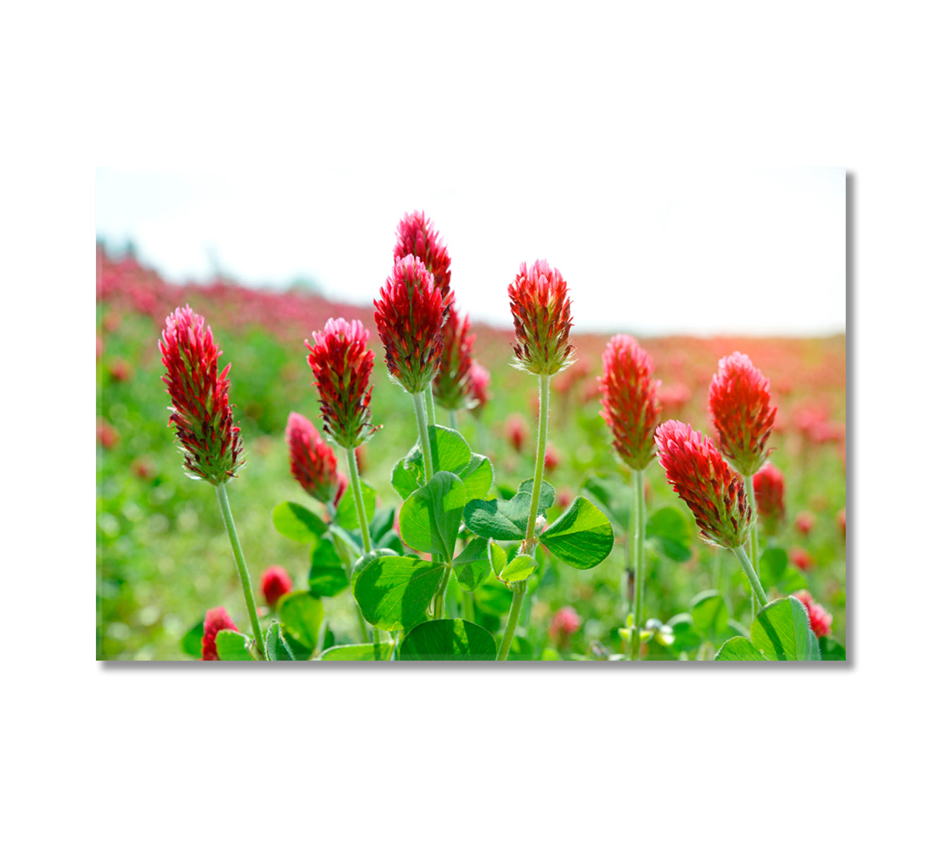 Clovers Field Canvas Print-Canvas Print-CetArt-1 Panel-24x16 inches-CetArt