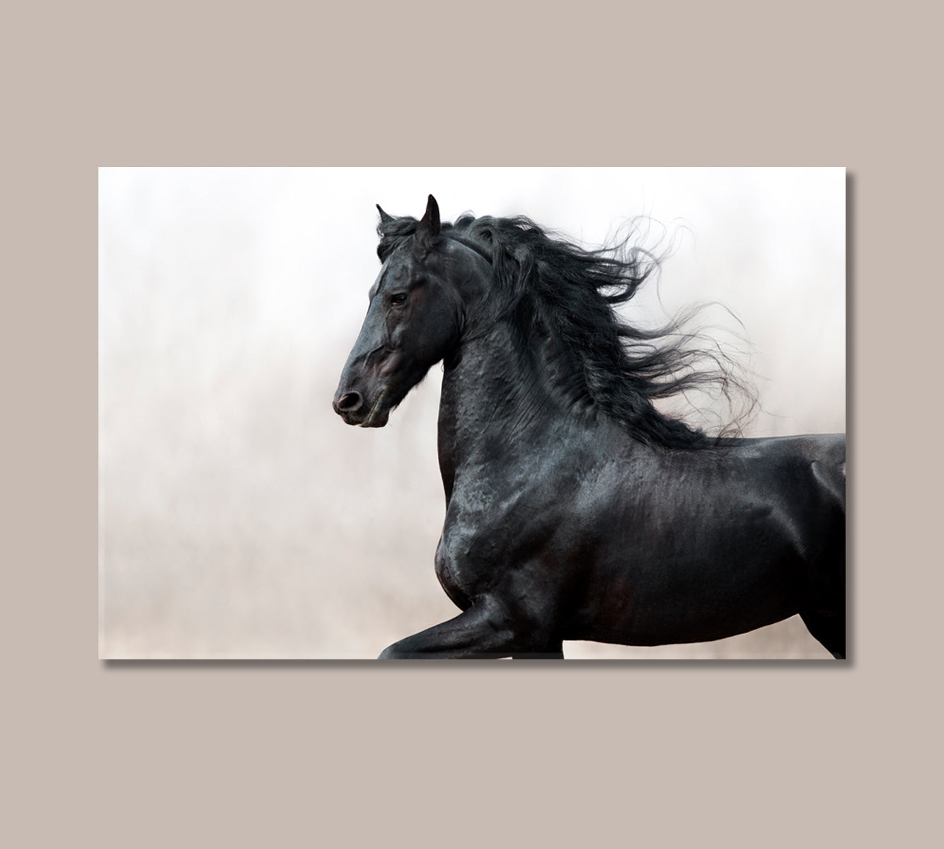 Black Friesian Horse Canvas Print-Canvas Print-CetArt-1 Panel-24x16 inches-CetArt