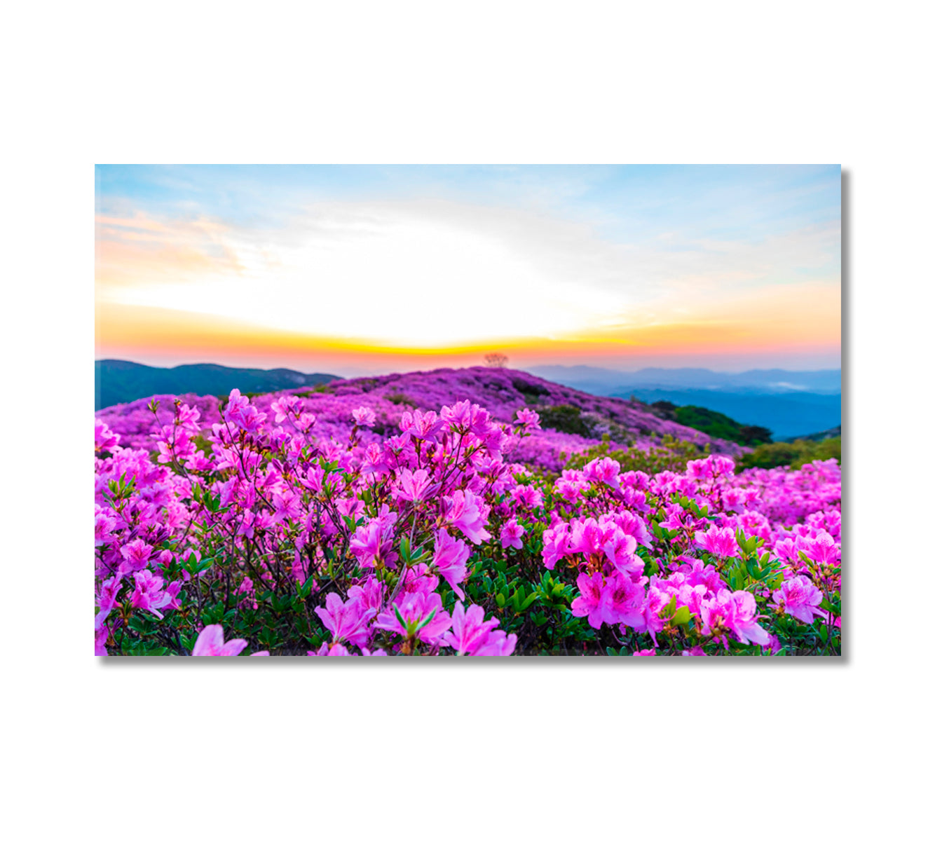 Pink Azalea Blossoms on Hwangmaesan Mountain Korea Canvas Print-Canvas Print-CetArt-1 Panel-24x16 inches-CetArt