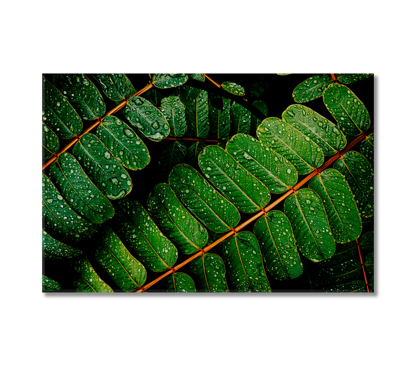 Green Leaves with Water Drops Canvas Print-Canvas Print-CetArt-1 Panel-24x16 inches-CetArt