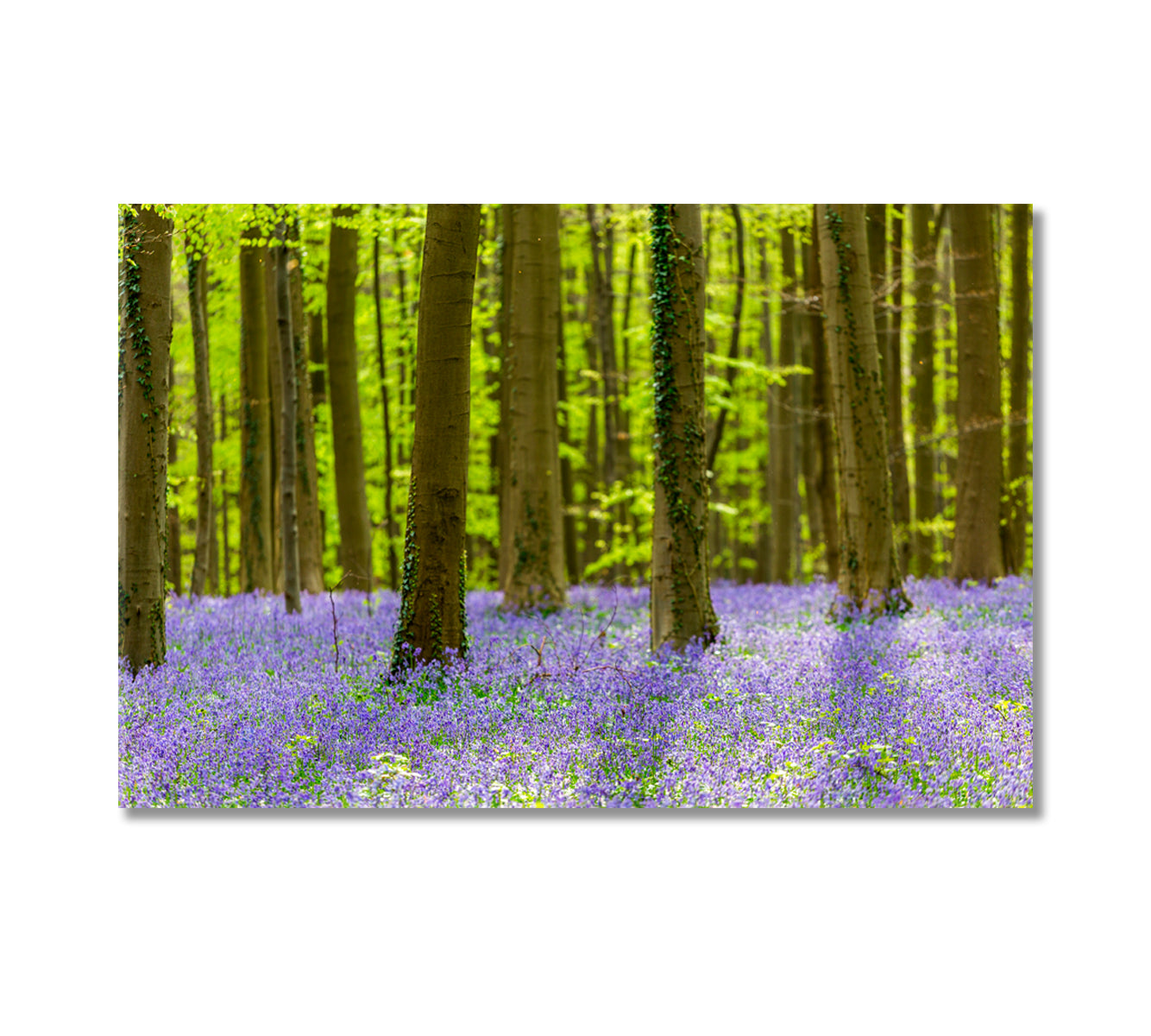 Bluebells Flowers in Hallerbos Forest Bruxelles Belgium Canvas Print-Canvas Print-CetArt-1 Panel-24x16 inches-CetArt