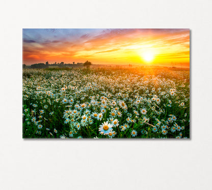 Beautiful Summer Sunrise over Daisies Field Canvas Print-Canvas Print-CetArt-1 Panel-24x16 inches-CetArt