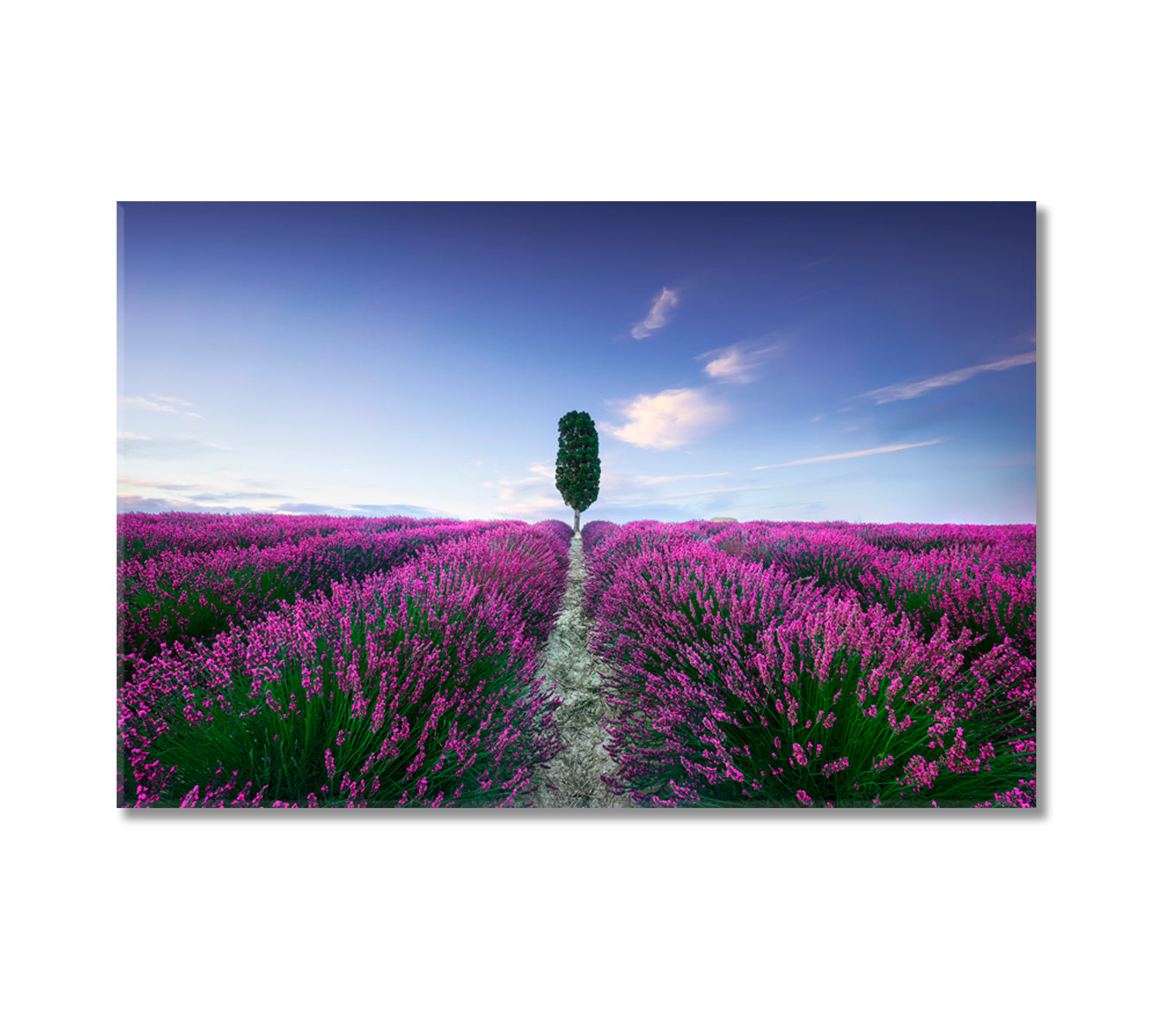 Lavender Fields at Sunset Italy Canvas Print-Canvas Print-CetArt-1 Panel-24x16 inches-CetArt