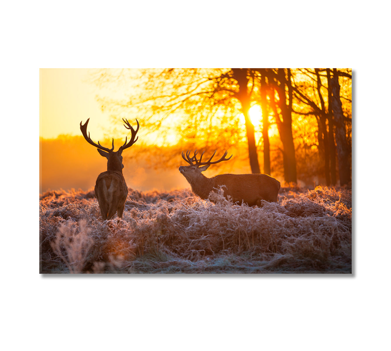 Red Deer in Forest Canvas Print-Canvas Print-CetArt-1 Panel-24x16 inches-CetArt