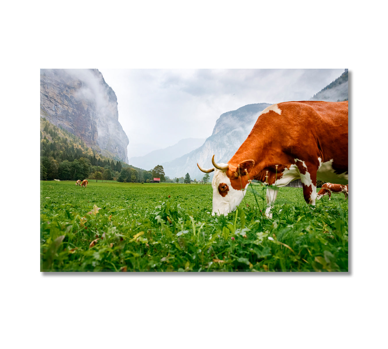 Traditional Swiss Cows Canvas Print-Canvas Print-CetArt-1 Panel-24x16 inches-CetArt