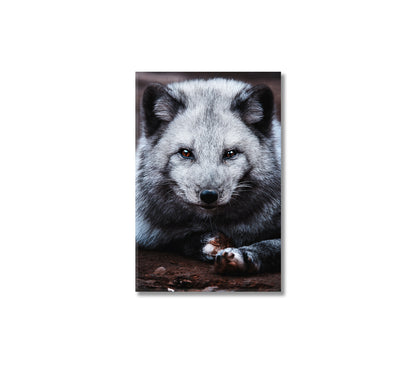 Beautiful Arctic Fox Canvas Print-Canvas Print-CetArt-1 panel-16x24 inches-CetArt