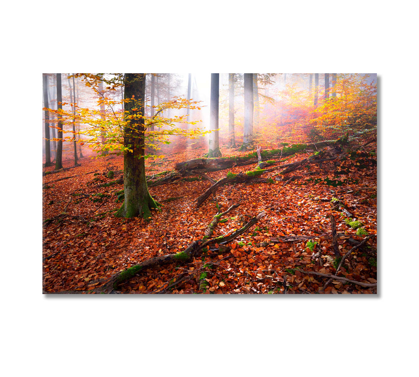 Fairy Autumn Forest with Red Leaves Canvas Print-Canvas Print-CetArt-1 Panel-24x16 inches-CetArt