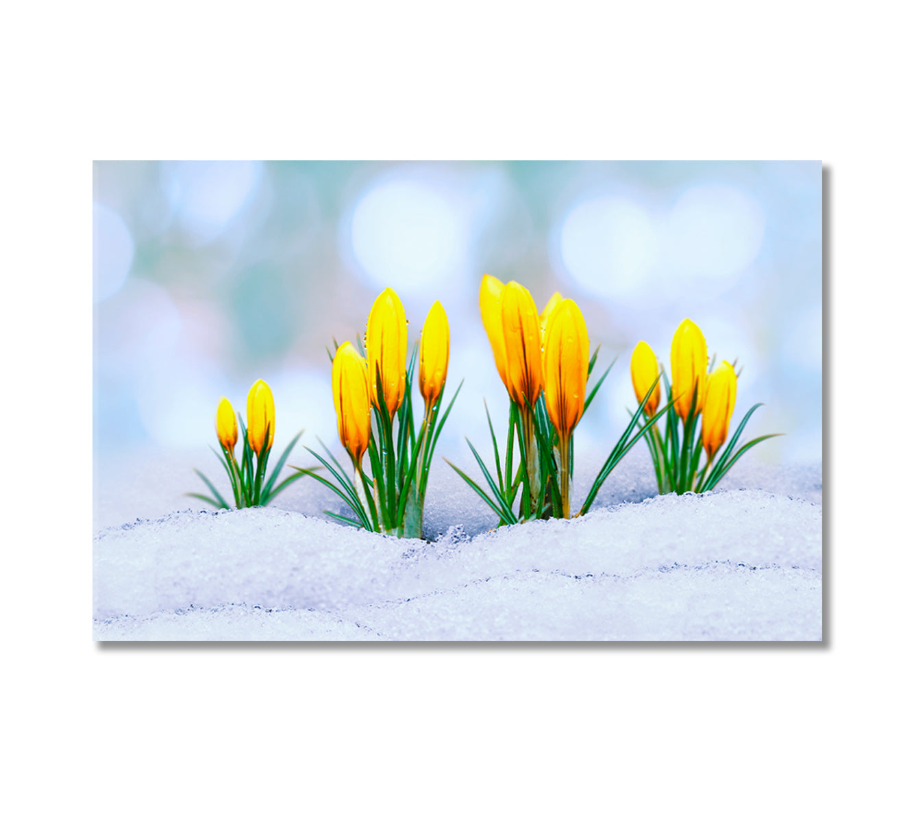 Yellow Crocus Flower in Snow Canvas Print-Canvas Print-CetArt-1 Panel-24x16 inches-CetArt