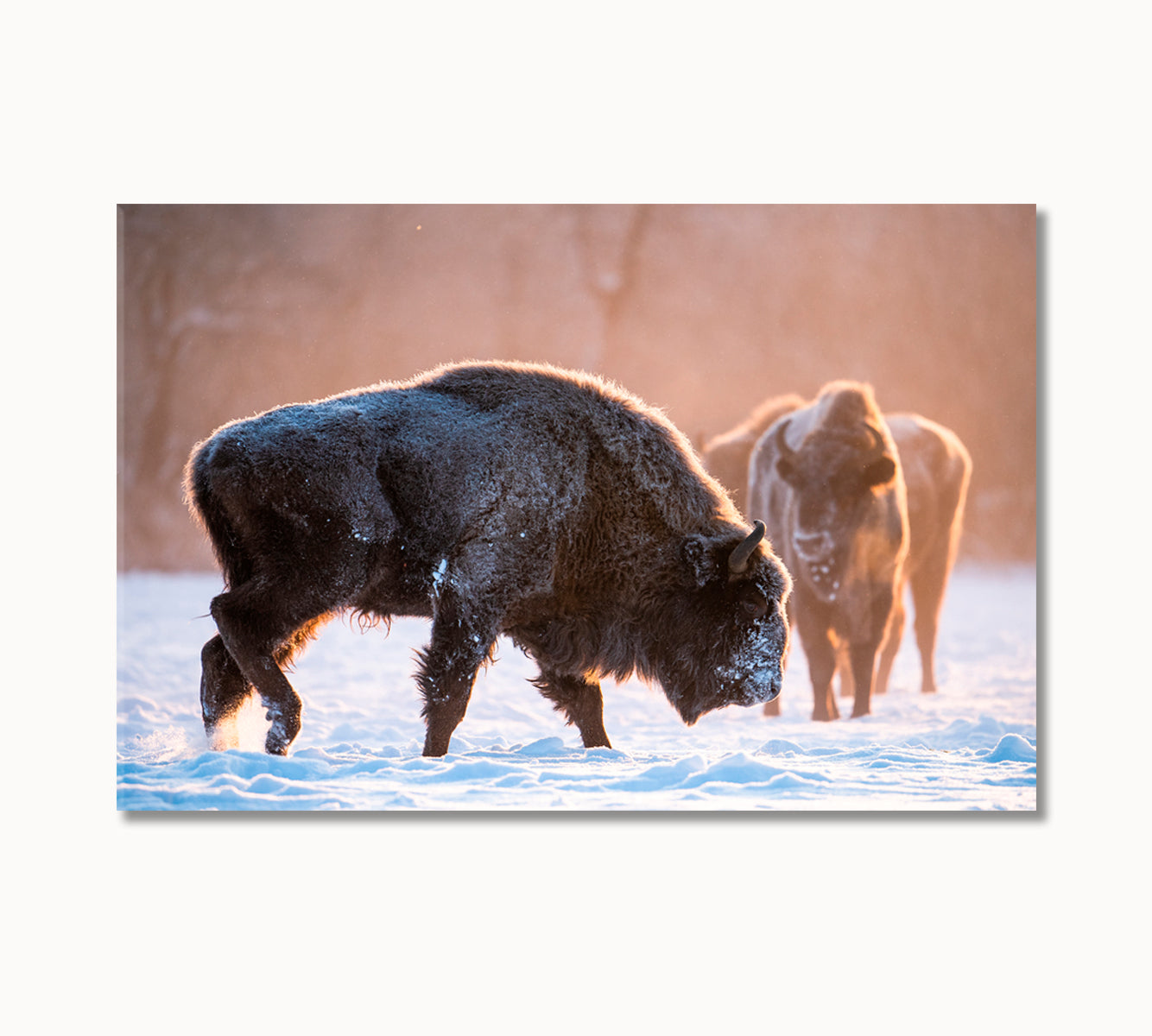 Bisons in the Winter Wild Canvas Print-Canvas Print-CetArt-1 Panel-24x16 inches-CetArt