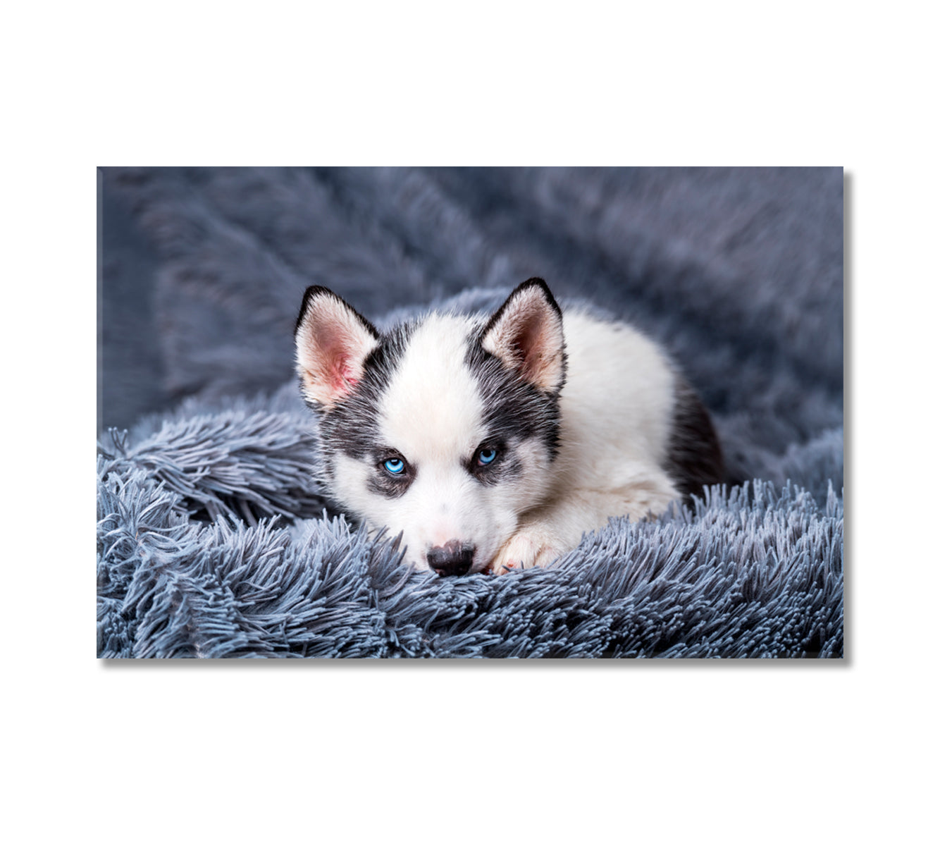 Cute Husky Puppy Canvas Print-Canvas Print-CetArt-1 Panel-24x16 inches-CetArt