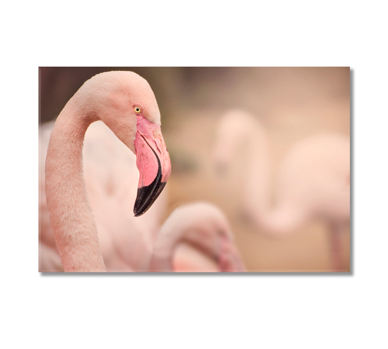 Flamingo Close Up Canvas Print-Canvas Print-CetArt-1 Panel-24x16 inches-CetArt