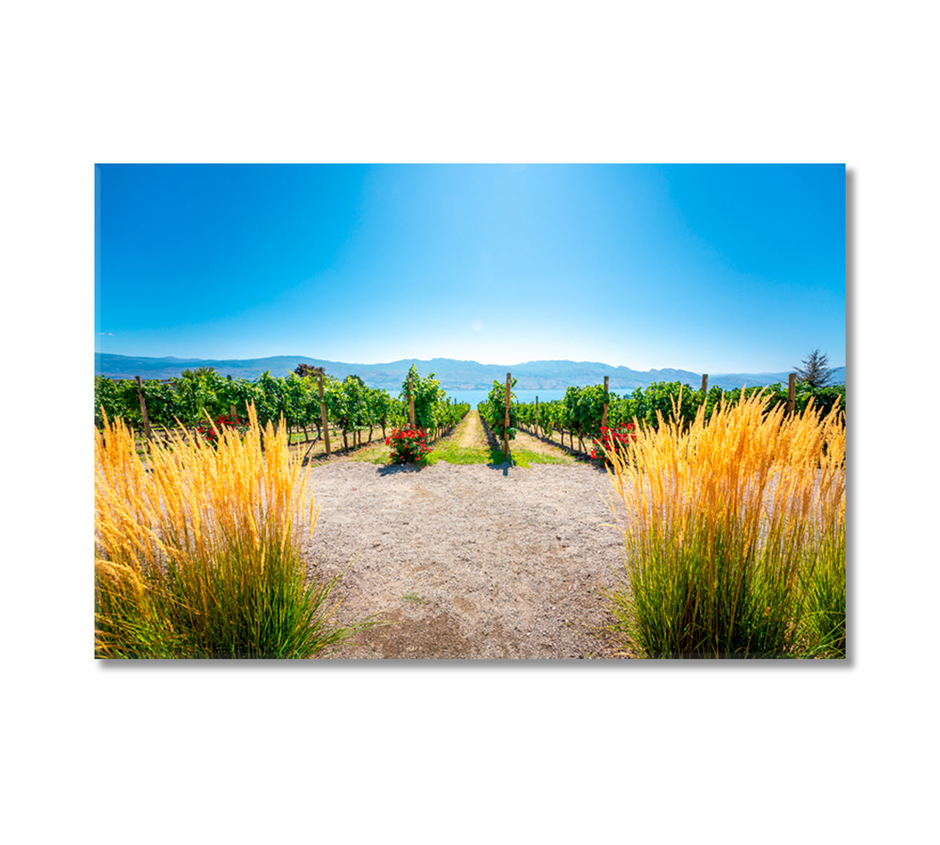 Vineyards Landscape Western Canada British Columbia Canvas Print-Canvas Print-CetArt-1 Panel-24x16 inches-CetArt