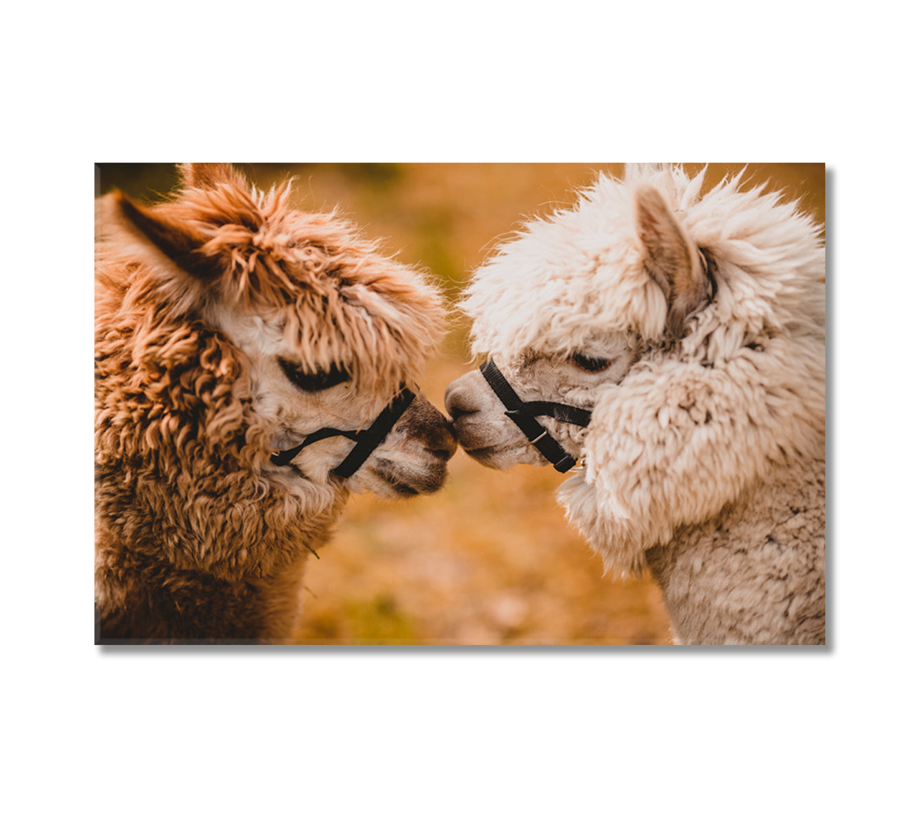 Two Fluffy Alpacas Canvas Print-Canvas Print-CetArt-1 Panel-24x16 inches-CetArt