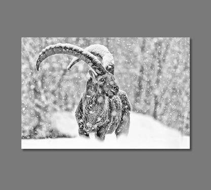 Alpine Mountain Goat under the Snowfall Canvas Print-Canvas Print-CetArt-1 Panel-24x16 inches-CetArt