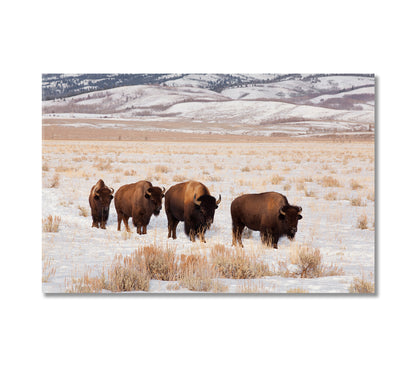 Bison Herd In Winter Canvas Print-Canvas Print-CetArt-1 Panel-24x16 inches-CetArt