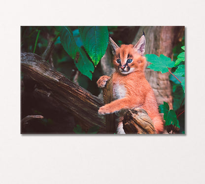 Cute Caracal Canvas Print-Canvas Print-CetArt-1 Panel-24x16 inches-CetArt