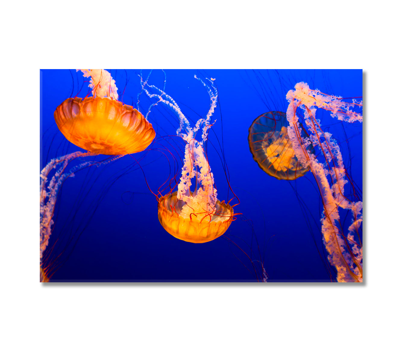 Orange Jellyfish Canvas Print-Canvas Print-CetArt-1 Panel-24x16 inches-CetArt