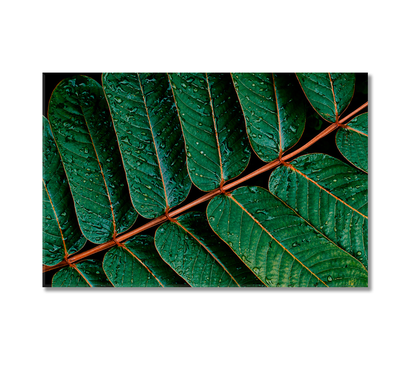 Water Drops on Tropical Green Leaves Canvas Print-Canvas Print-CetArt-1 Panel-24x16 inches-CetArt