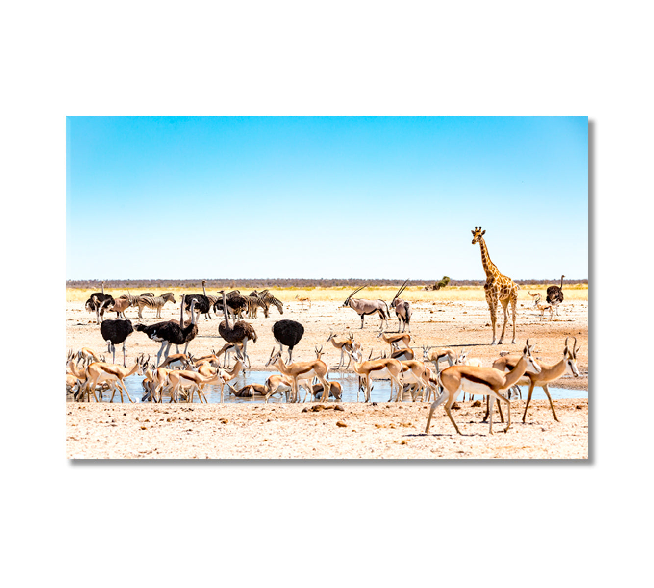 Wild Animals at Waterhole M'bari Etosha National Park Canvas Print-Canvas Print-CetArt-1 Panel-24x16 inches-CetArt