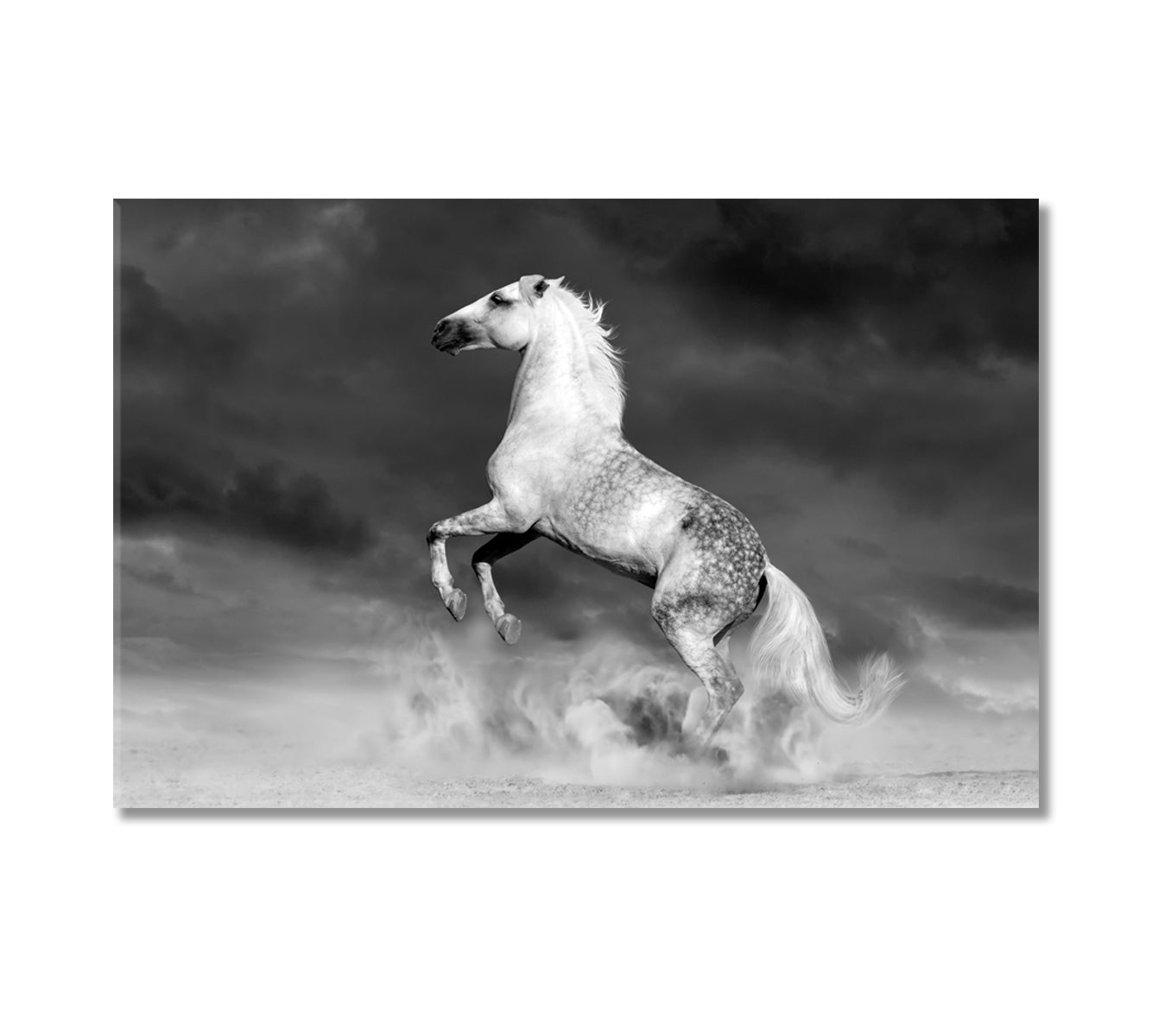 Fabulous White Horse Canvas Print-Canvas Print-CetArt-1 Panel-24x16 inches-CetArt