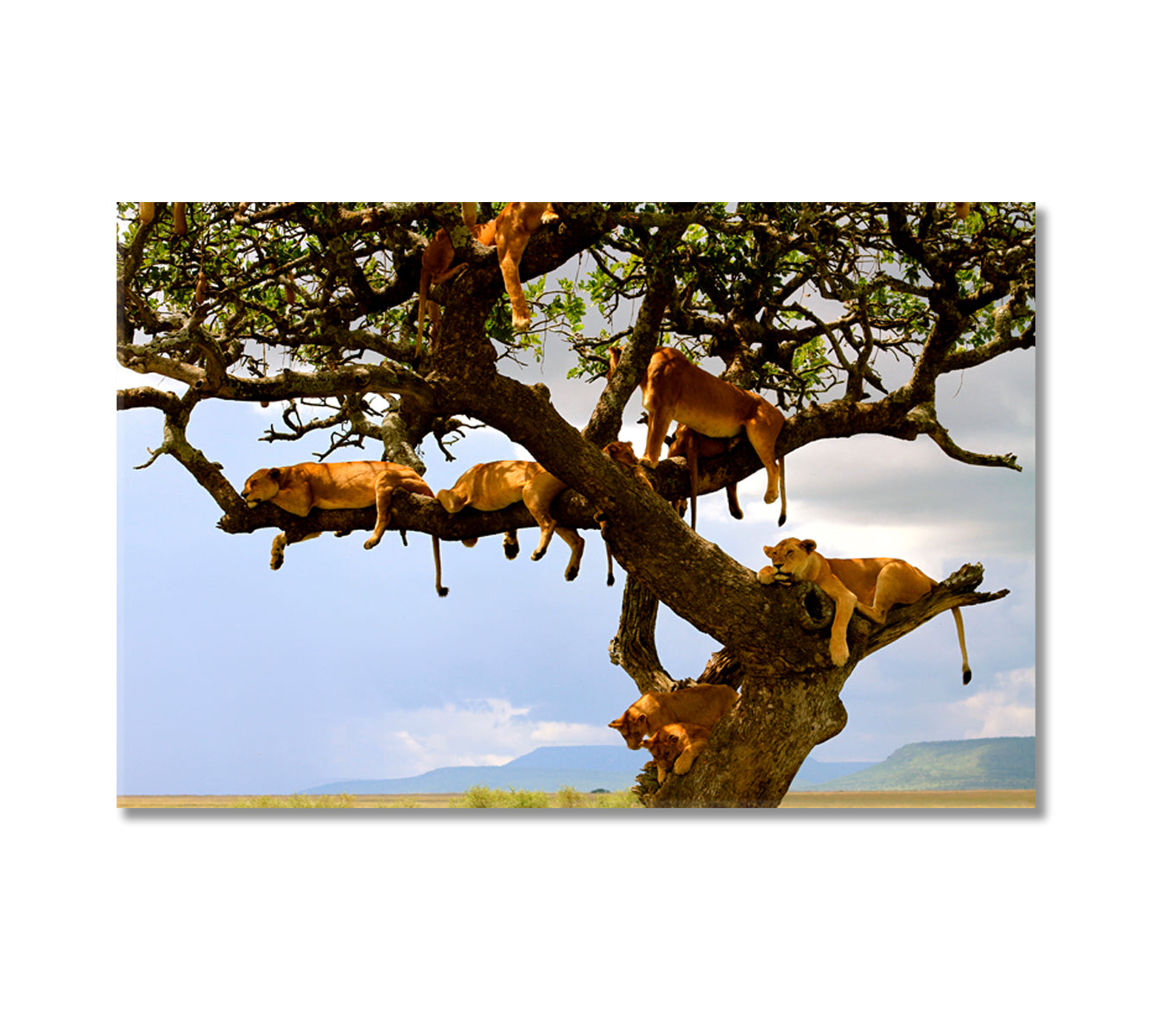 Lion Family on Tree Serengeti Tanzania Canvas Print-Canvas Print-CetArt-1 Panel-24x16 inches-CetArt