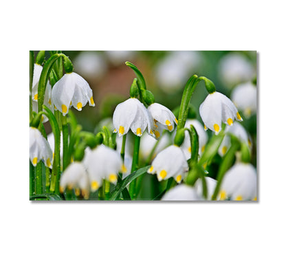 Snowdrops Flowers Canvas Print-Canvas Print-CetArt-1 Panel-24x16 inches-CetArt