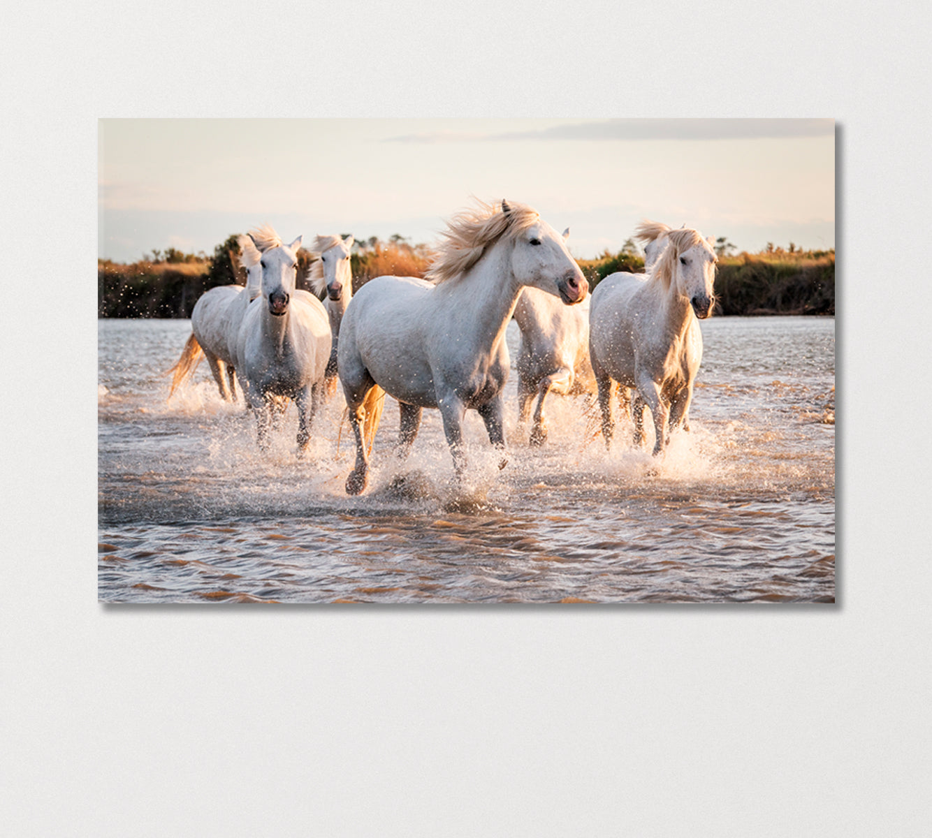 Herd of White Horses Galloping on Water Canvas Print-Canvas Print-CetArt-1 Panel-24x16 inches-CetArt