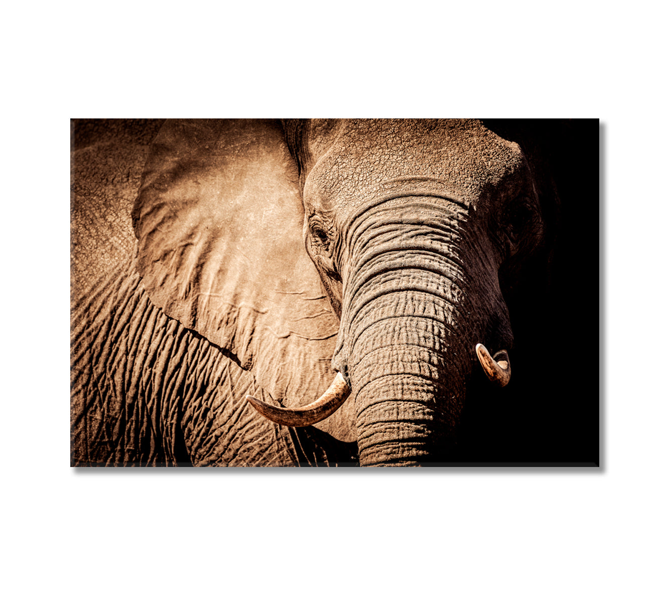 Wild African Elephant Canvas Print-Canvas Print-CetArt-1 Panel-24x16 inches-CetArt