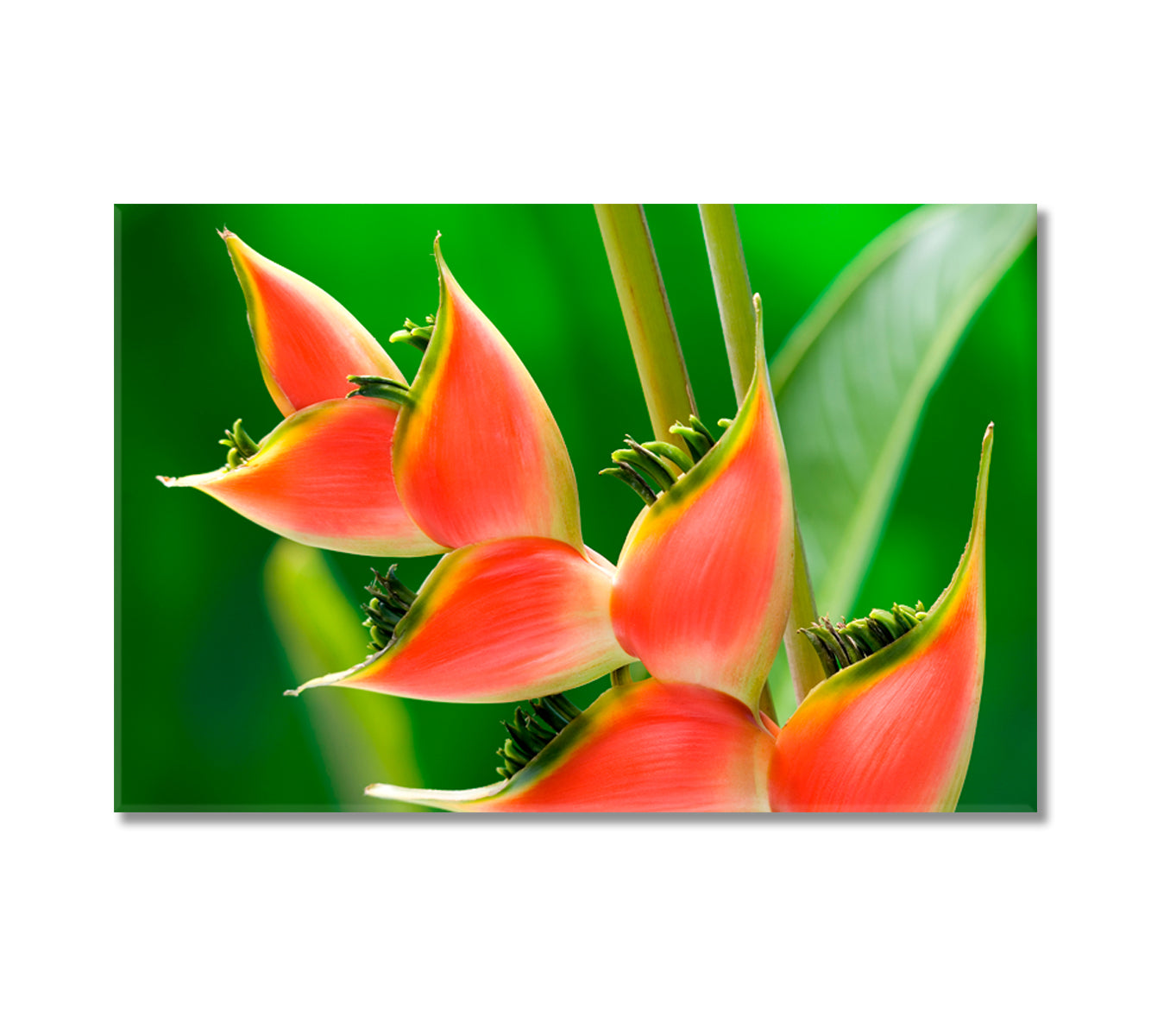 Red Tropical Flower Heliconia Canvas Print-Canvas Print-CetArt-1 Panel-24x16 inches-CetArt