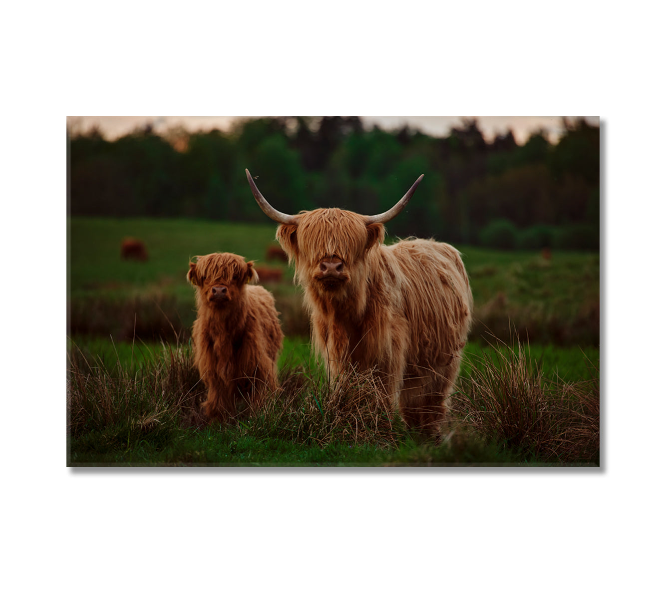 Highland Cow Mother and Calf In a Field Canvas Print-Canvas Print-CetArt-1 Panel-24x16 inches-CetArt