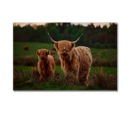 Highland Cow Mother and Calf In a Field Canvas Print-Canvas Print-CetArt-1 Panel-24x16 inches-CetArt