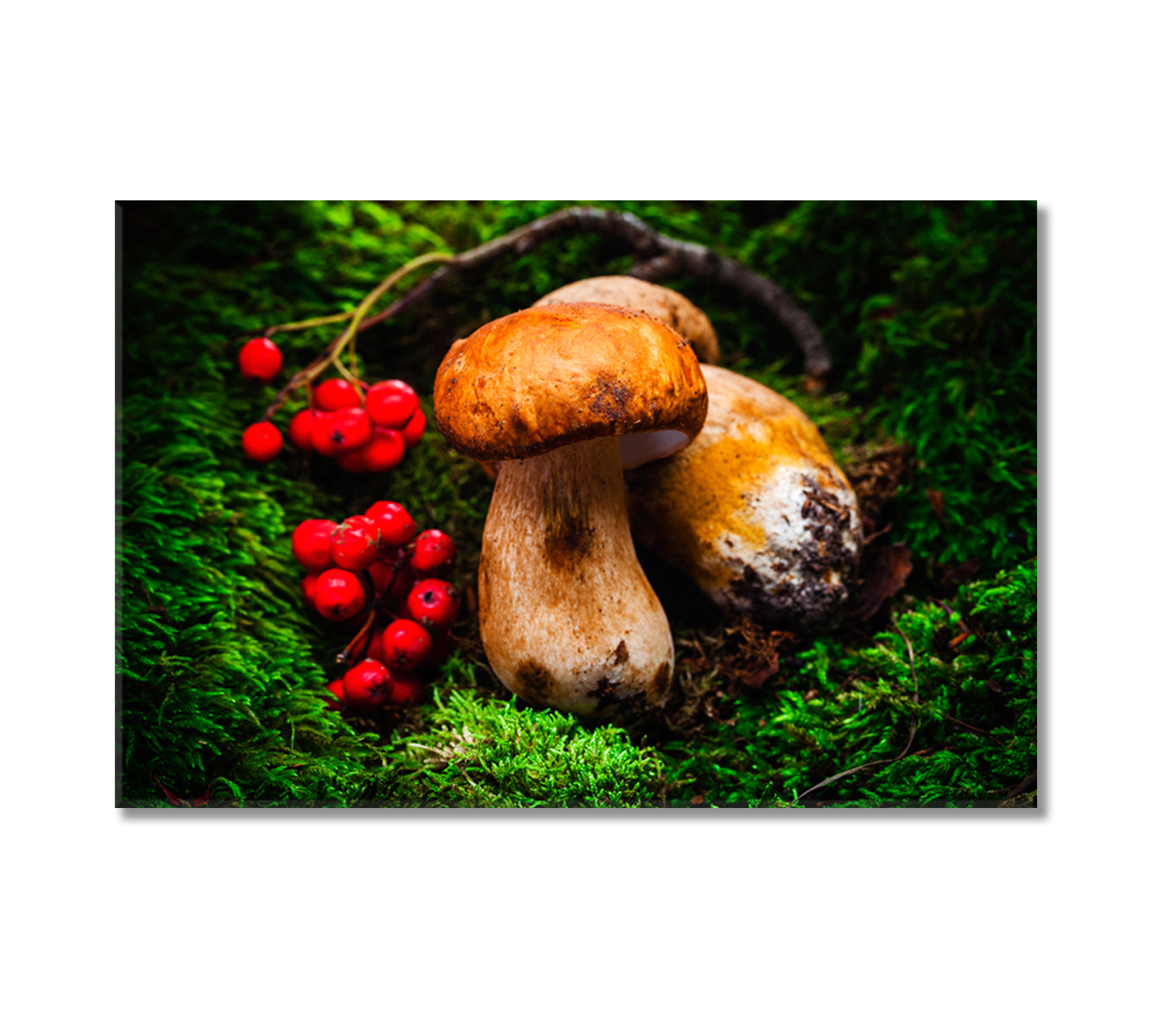 Porcini Mushrooms Canvas Print-Canvas Print-CetArt-1 Panel-24x16 inches-CetArt