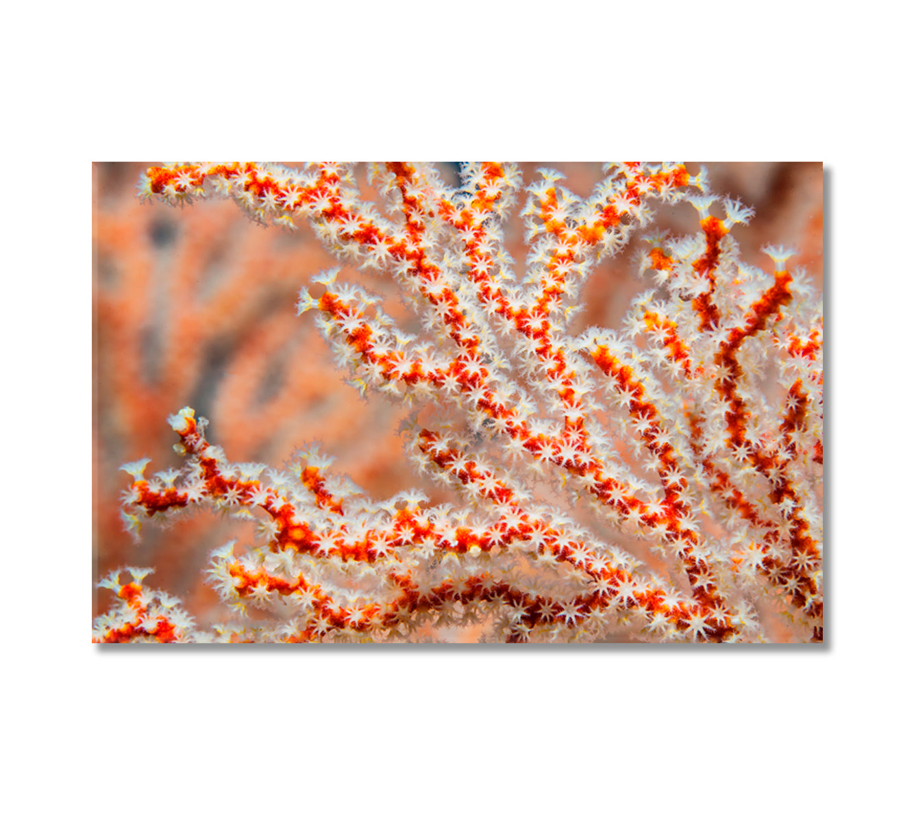 Sea Fan Coral Canvas Print-Canvas Print-CetArt-1 Panel-24x16 inches-CetArt